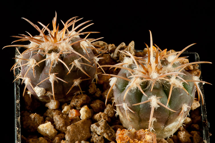 Gymnocalycium spegazzinii v. punillense GN 39-68